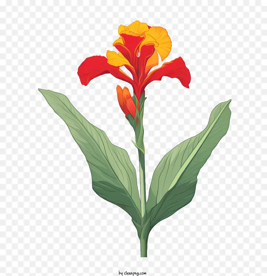 Canna Indica，Flor Vermelha PNG