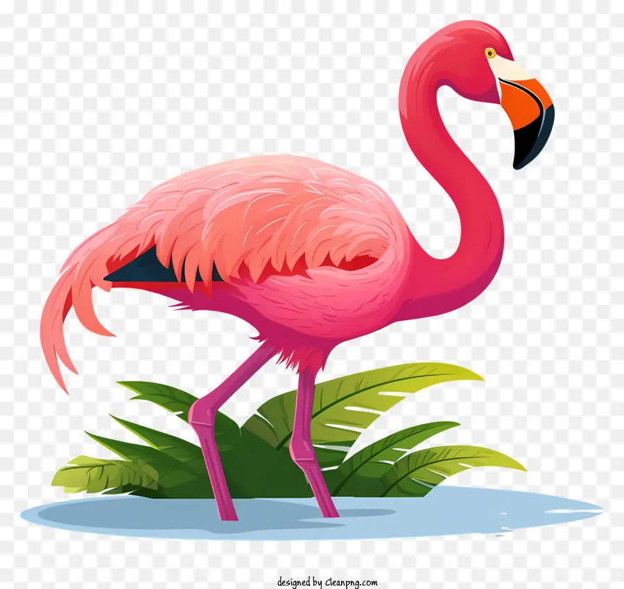 Cor De Rosa Flamingo，Lagoa PNG