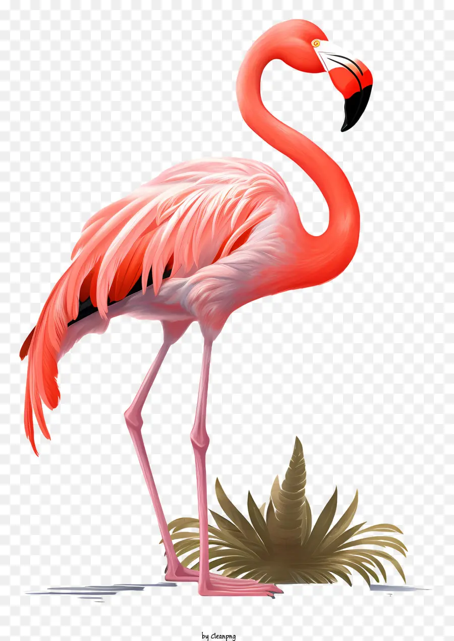 Cor De Rosa Flamingo，Bico Longo PNG