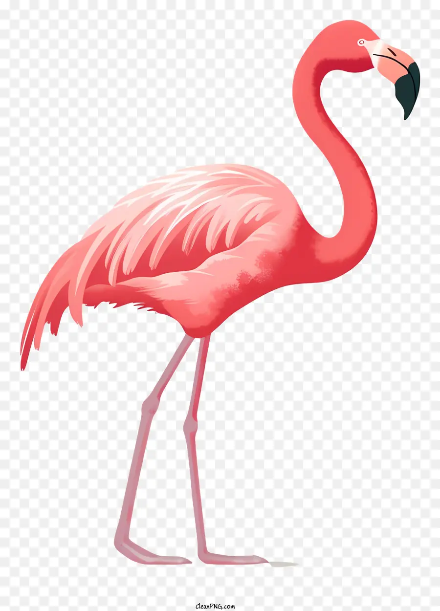 Flamingo Rosa，Flamingo PNG