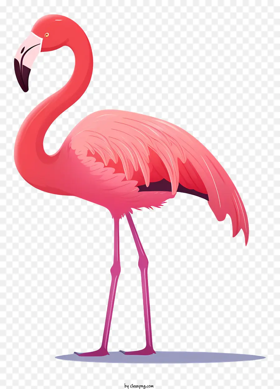Cor De Rosa Flamingo，De Pé Nas Duas Pernas PNG