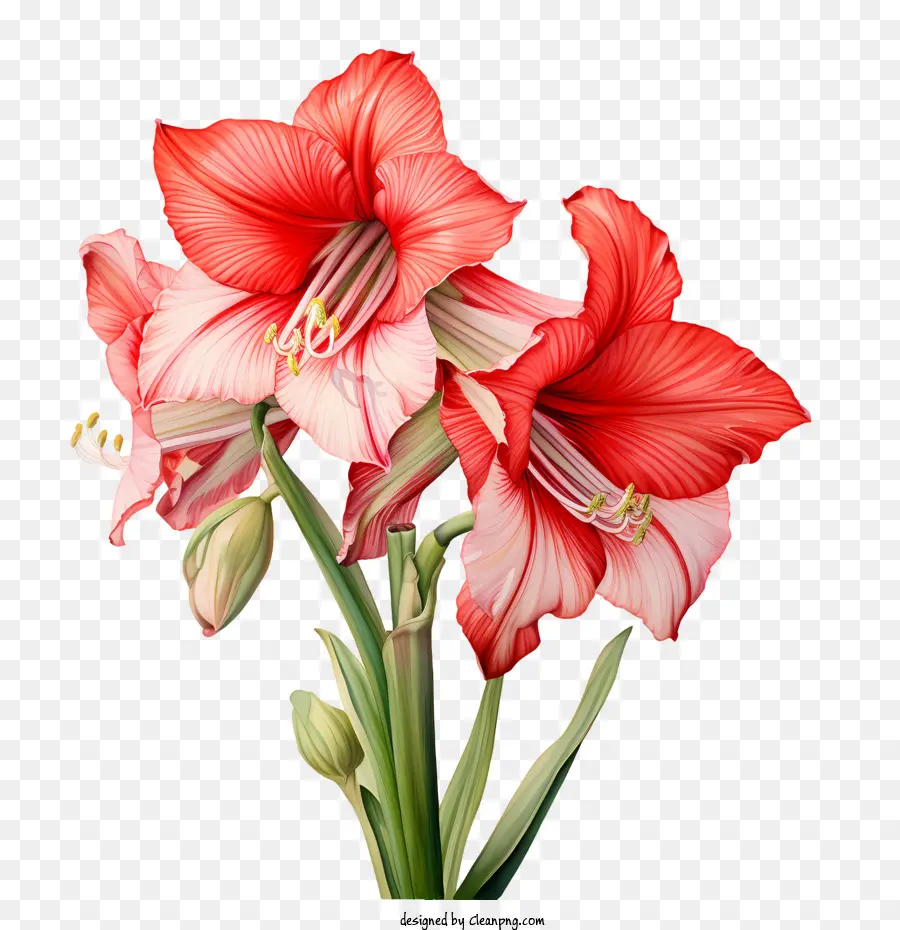 Amaryllis Flor，Flores Vermelhas PNG