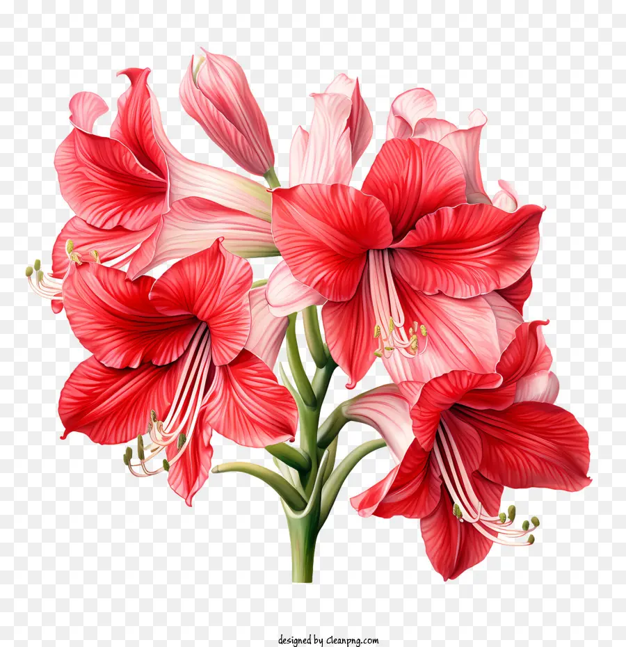 Amaryllis Flor，Flores Cor De Rosa PNG