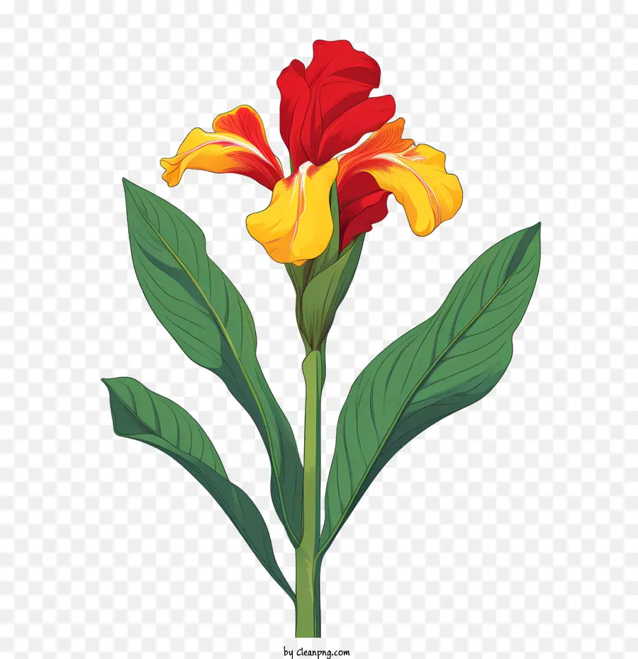 Canna Indica，Flor Laranjeira PNG