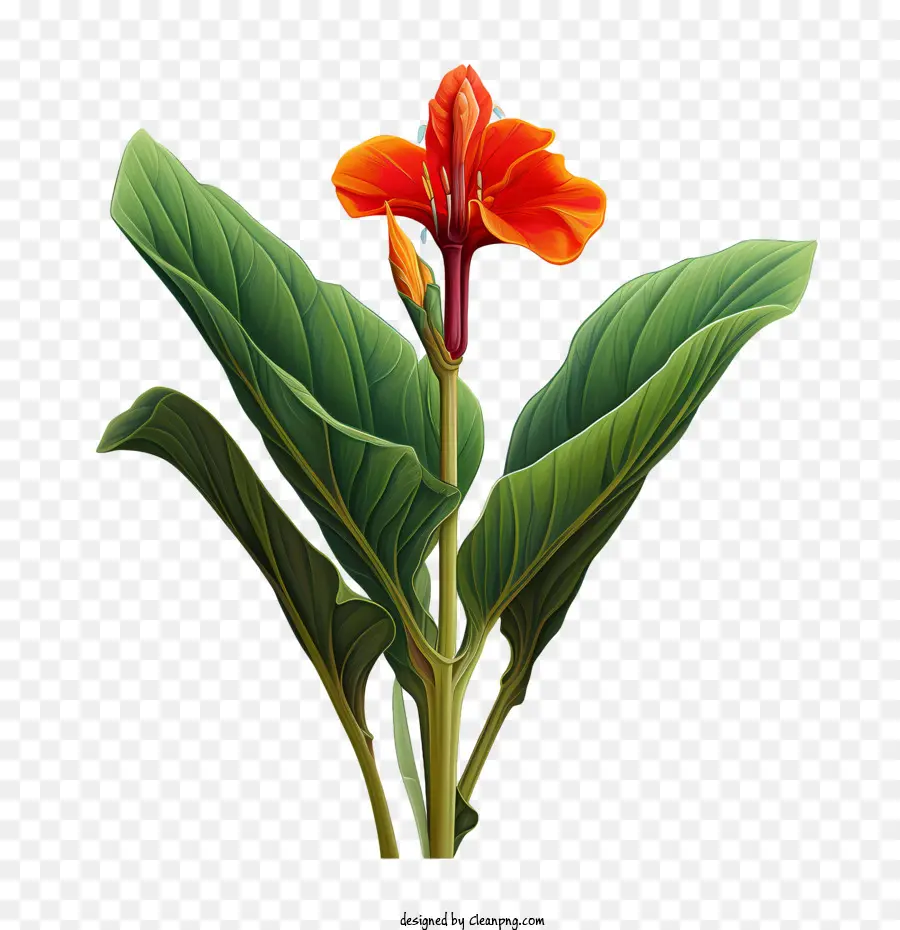 Canna Indica，Flor Vermelha PNG