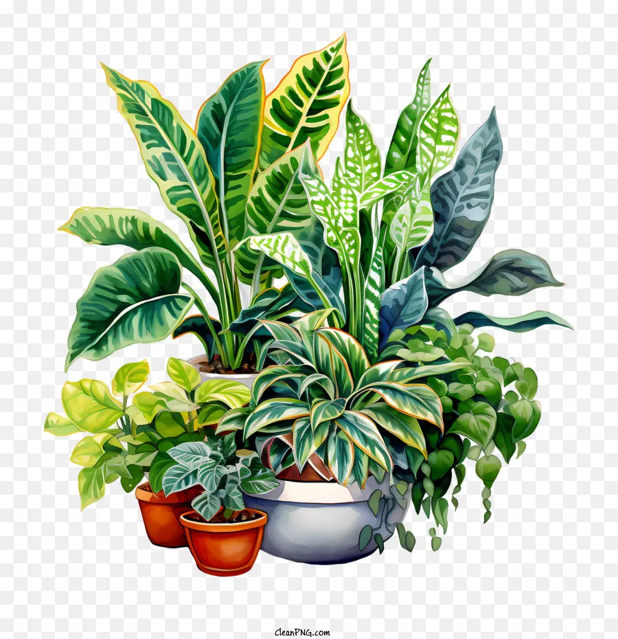 Dia De Valorização Das Plantas De Casa，Vasos De Plantas PNG