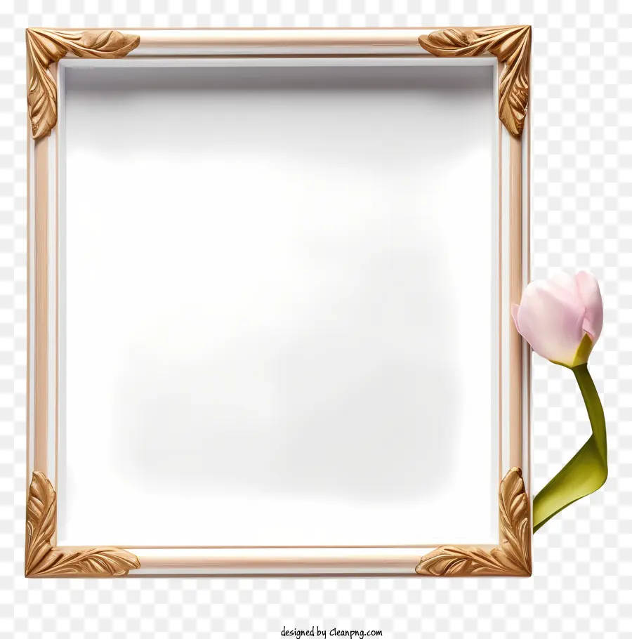 Quadro Branco Com Acabamento Dourado，Rosa Tulipa PNG