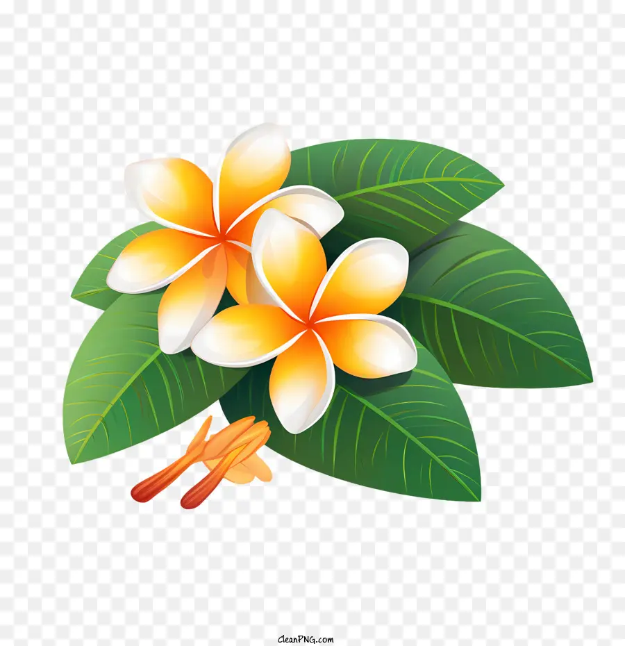 Flor De Frangipani，Flora PNG