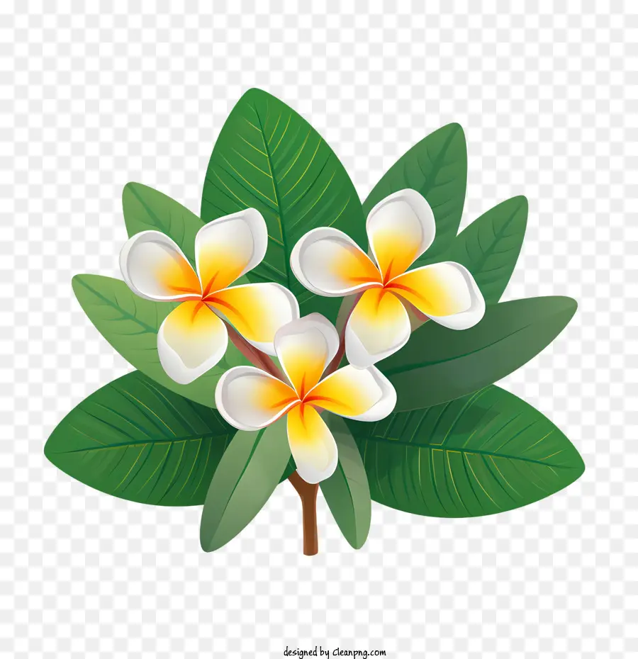 Flor De Frangipani，Flora PNG