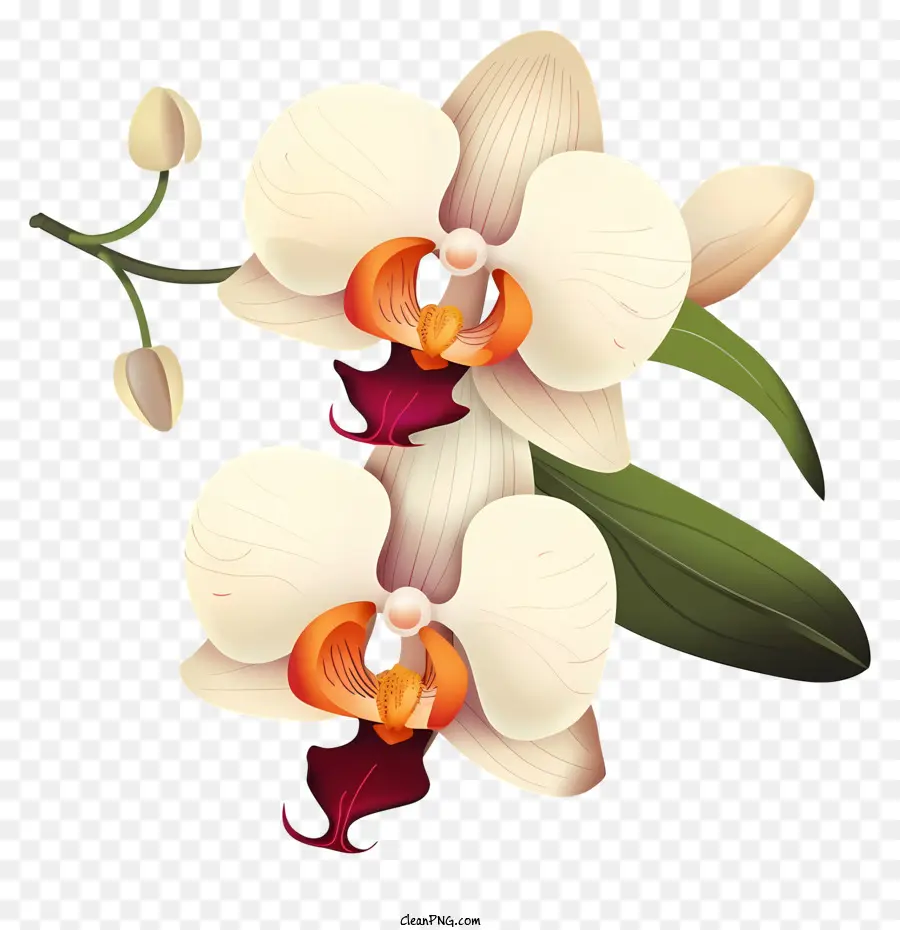 Flores Orquídeas，Estames E Pistilos PNG