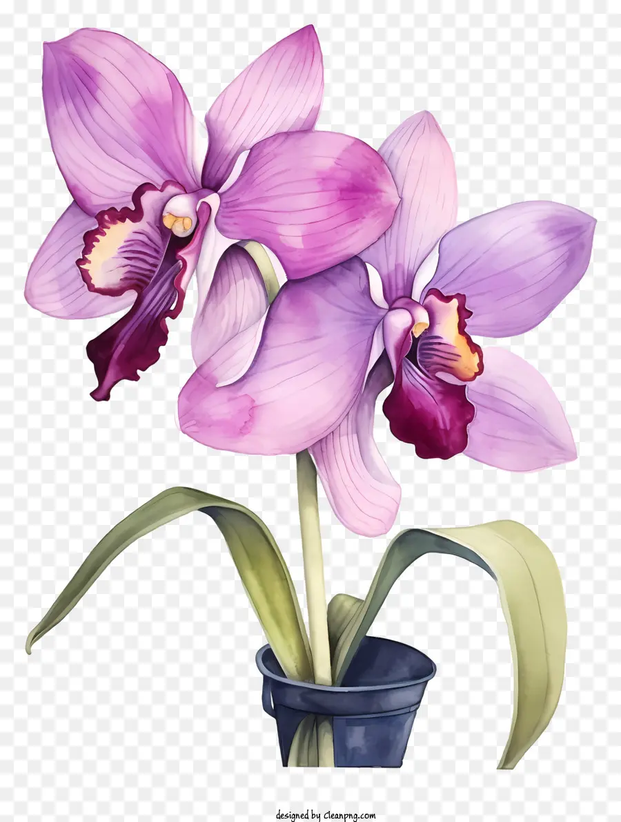 Pintura，Orquídeas Rosa PNG