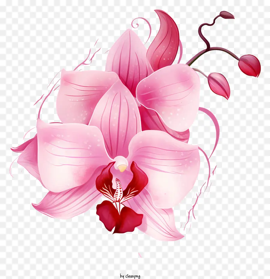 Cor De Rosa Orquídea，Flor PNG