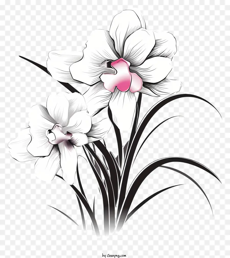 Flores Brancas，Cor De Rosa Pétala PNG