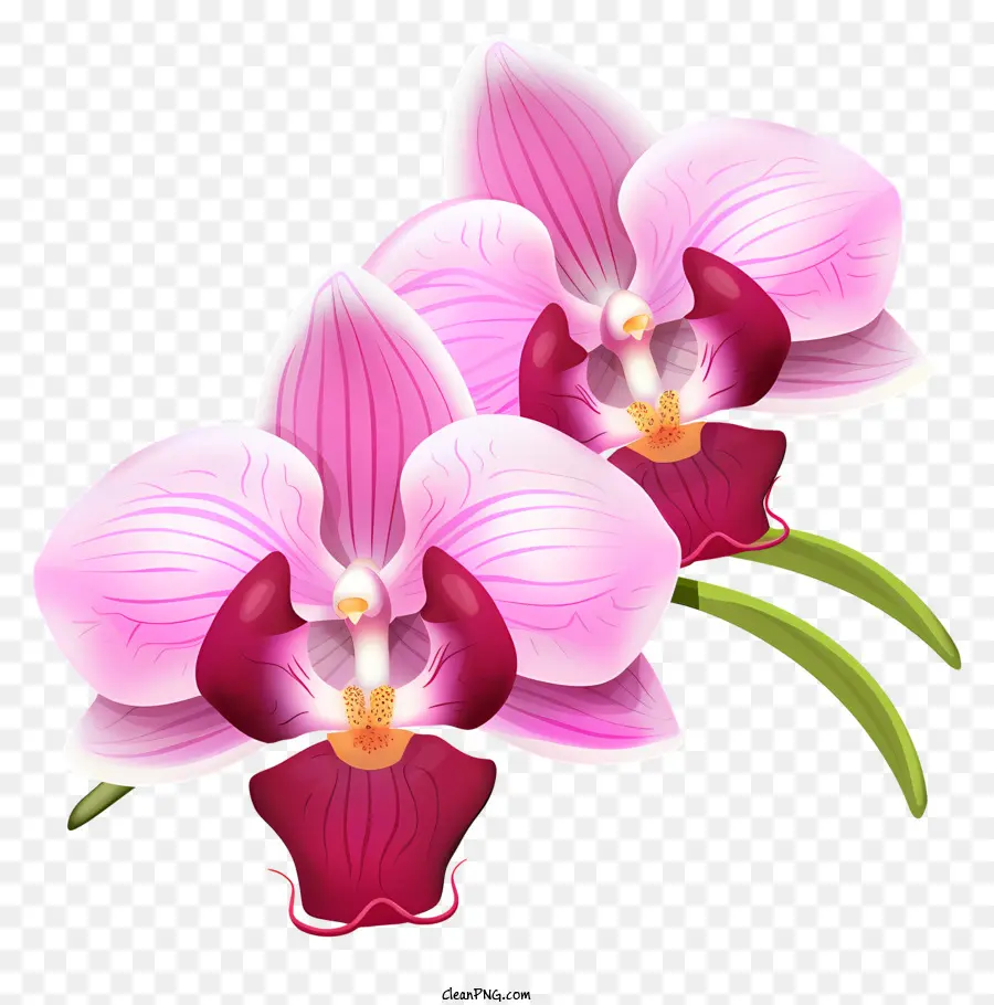 Orquídeas，Orquídeas Rosa PNG