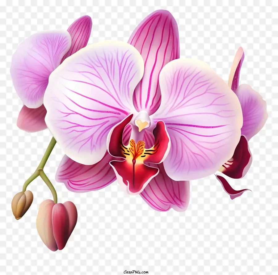 Cor De Rosa Orquídea，Pétalas Brancas PNG