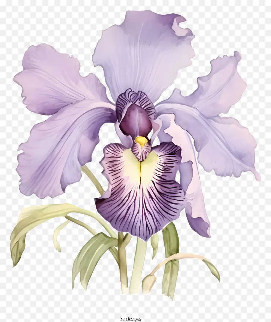 Roxo Orquídea，Black Background PNG