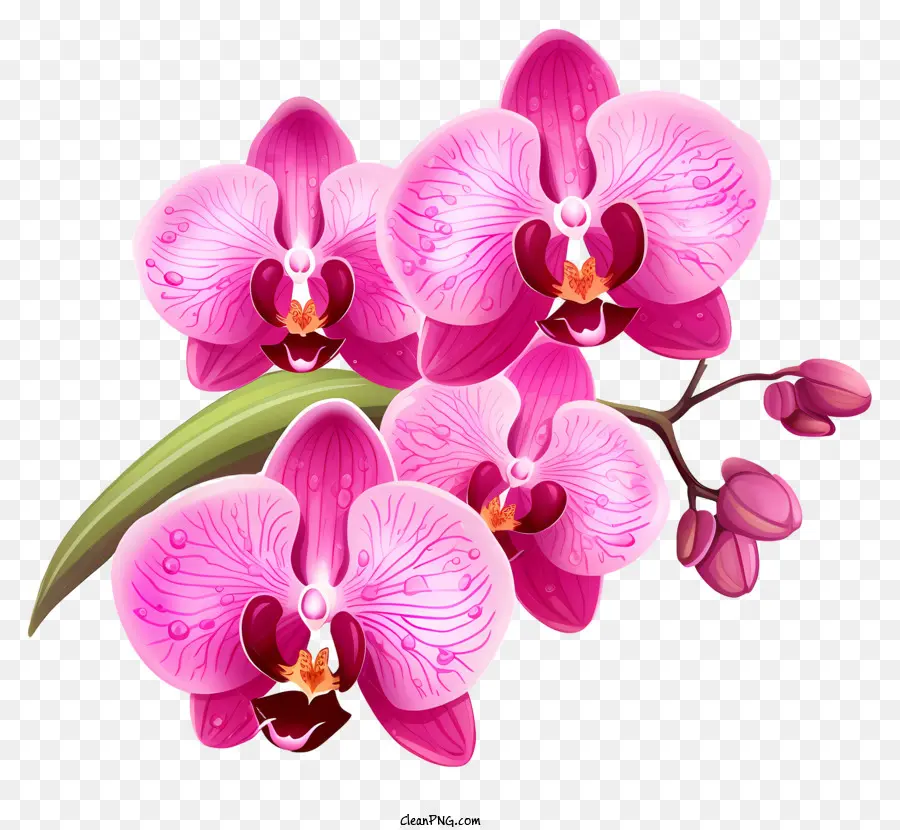 Orquídeas Rosa，Folhas Verdes PNG