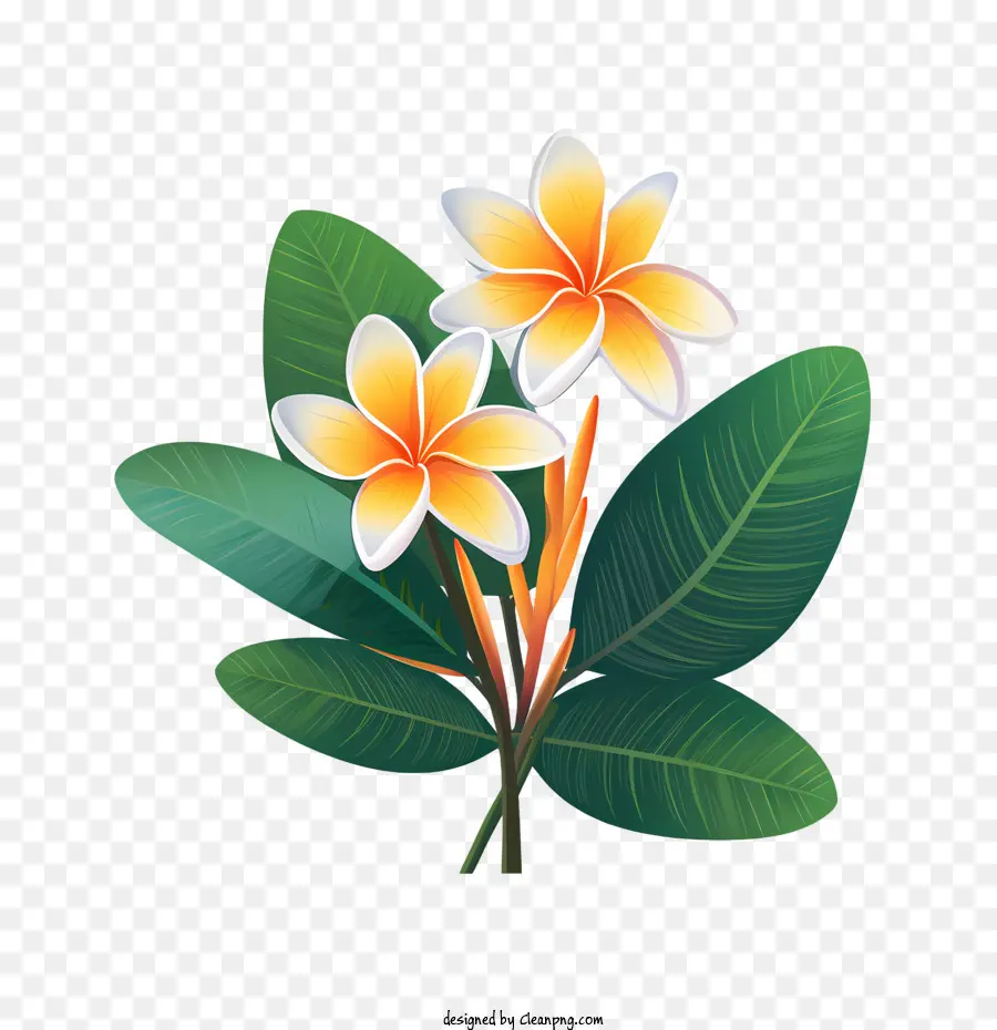 Flor De Frangipani，Flor PNG