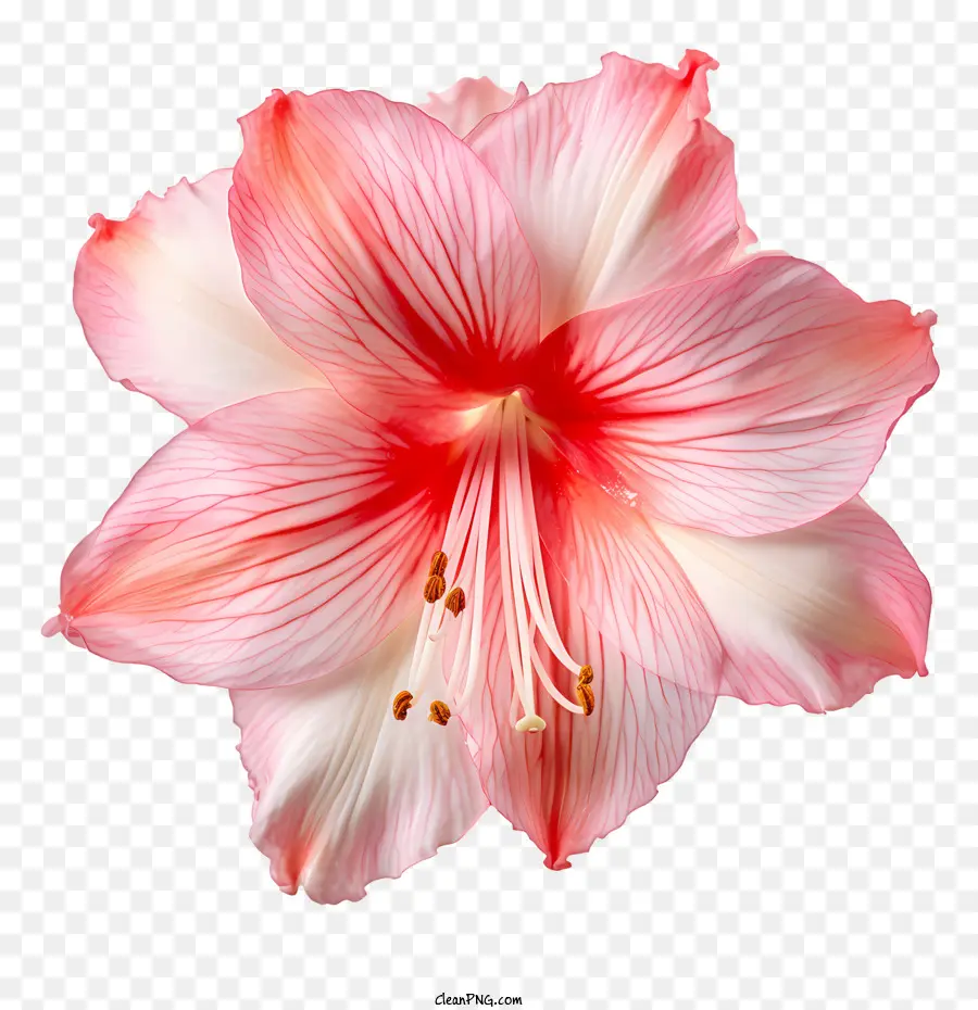 Amaryllis Flor，Flor Rosa PNG