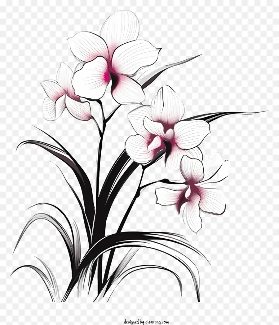 Pintura，Orquídeas Brancas PNG