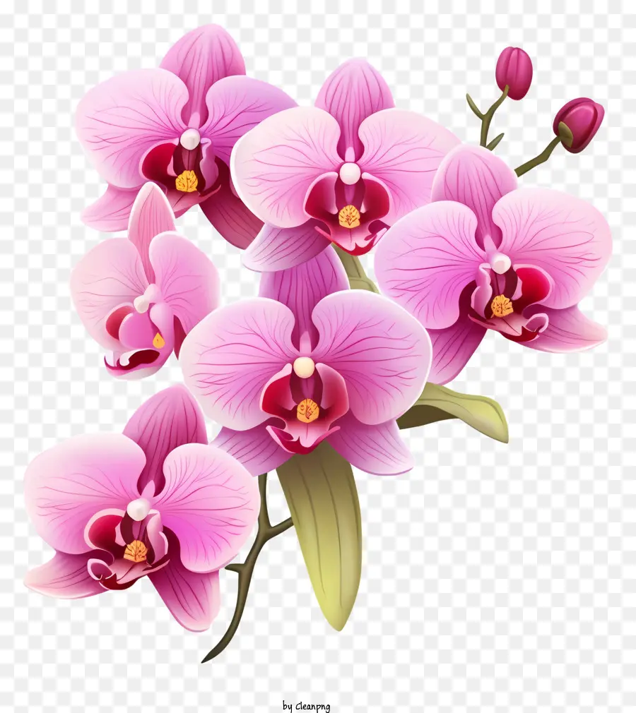 Orquídeas Rosa，Buquê PNG