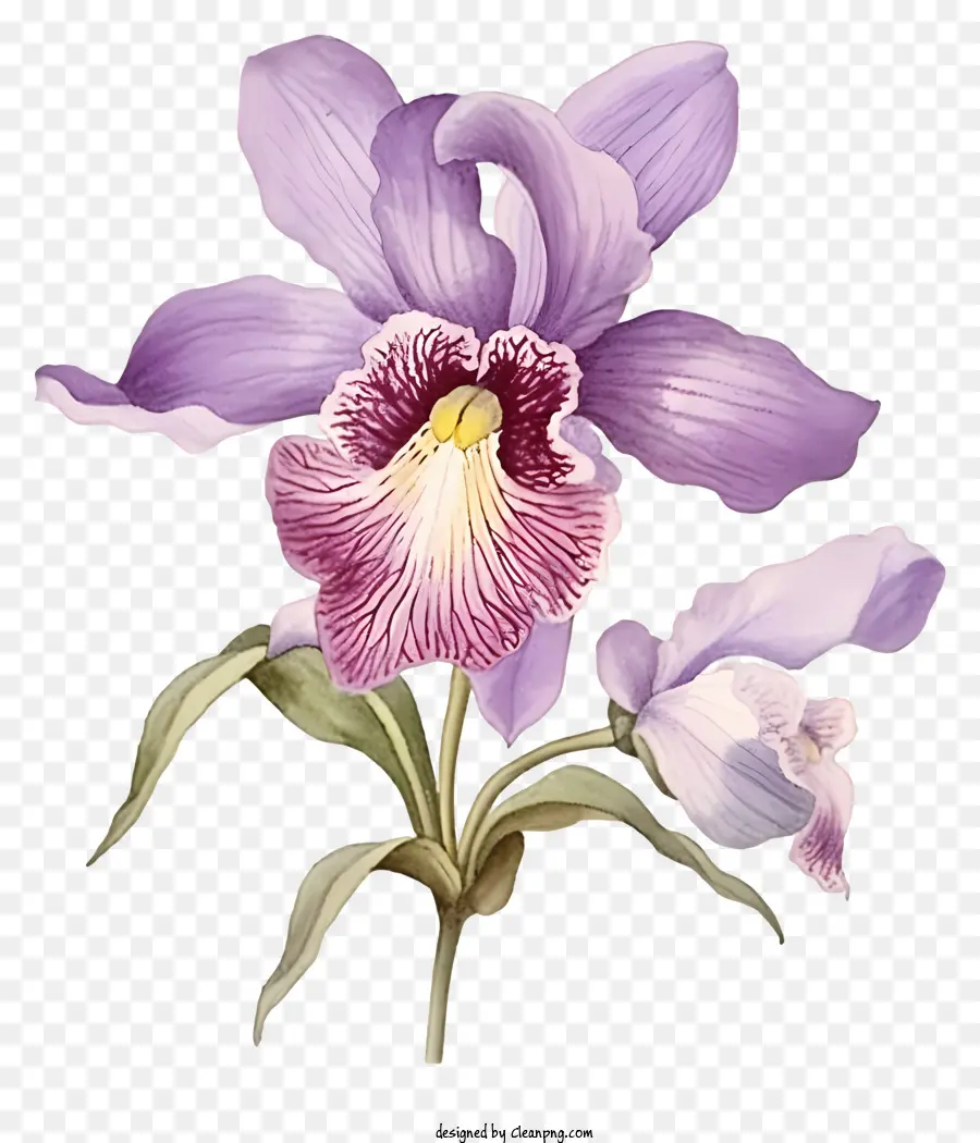 Roxo Orquídea，Flor PNG