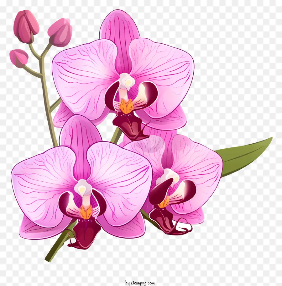 Orquídea Flores，Cor De Rosa Orquídea PNG