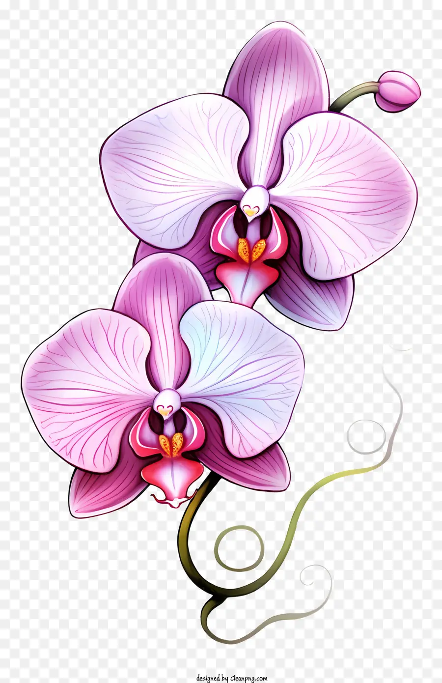 Orquídeas Rosa，Gavinhas Estilizadas PNG