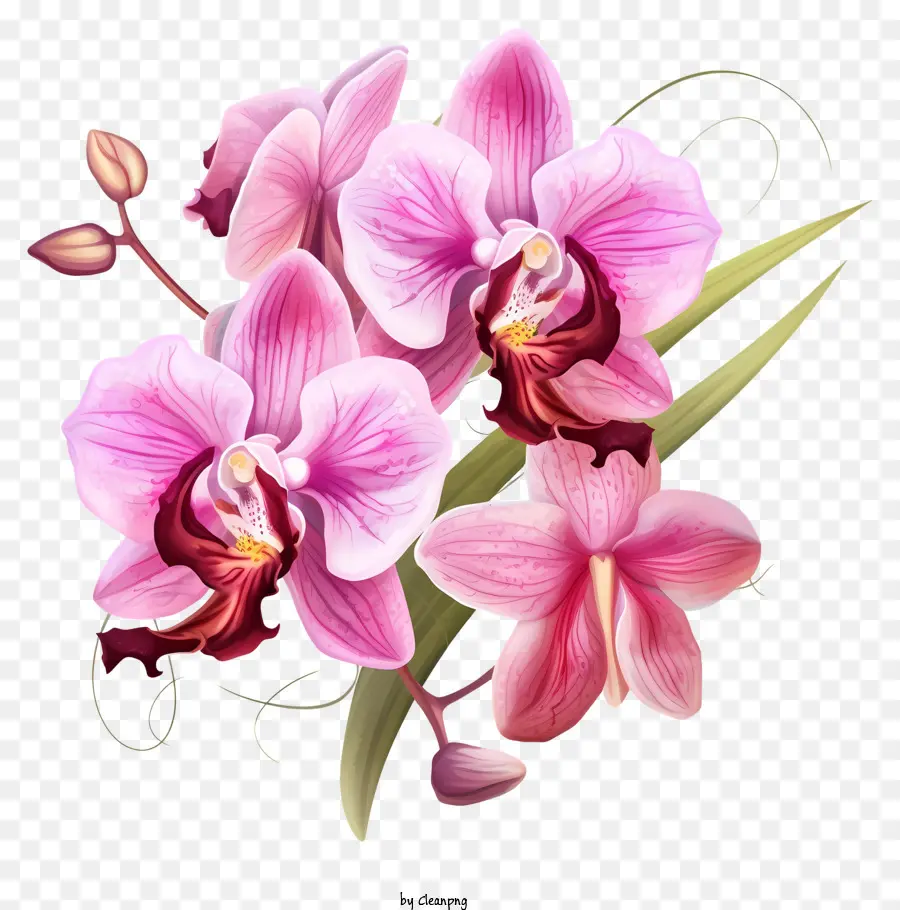 Orquídeas Rosa，Fechar Imagem PNG