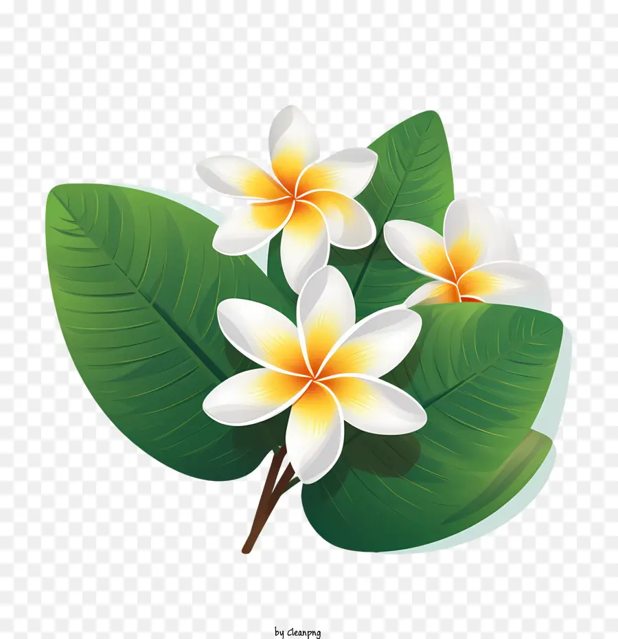 Flor De Frangipani，Flores Brancas PNG
