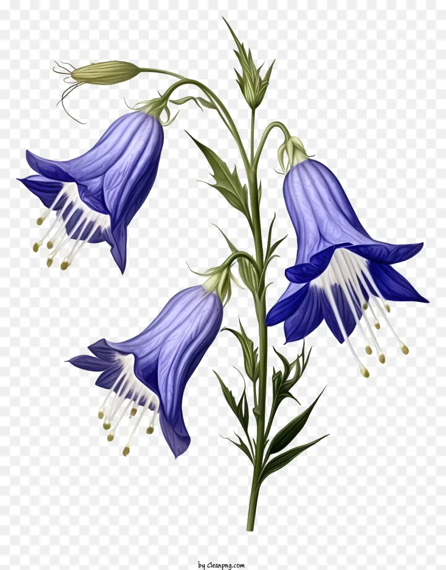 Flor Do Sino Azul，Pétalas Brancas PNG