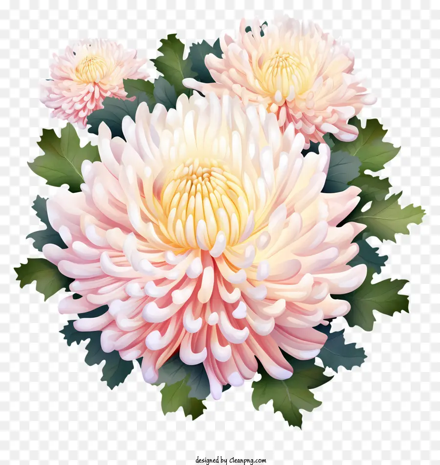 Crisântemos，Flores Rosa Brilhantes PNG