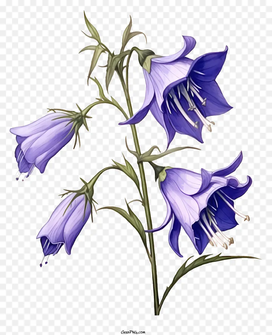 Flores De Bluebell，Flores Roxas PNG