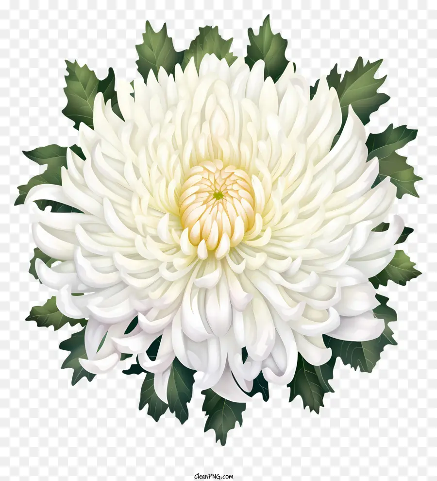 Crisântemo Branco，Flor Em Plena Floração PNG