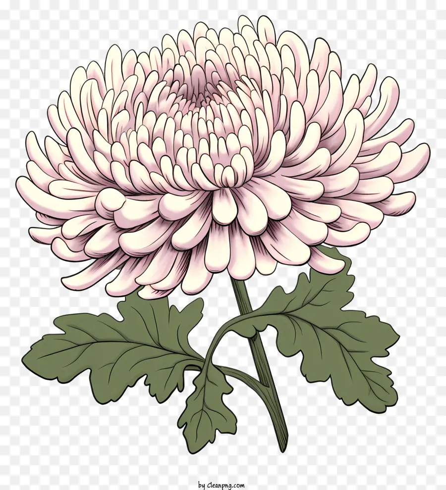 Flor De Crisântemo，Imagem Em Preto E Branco PNG