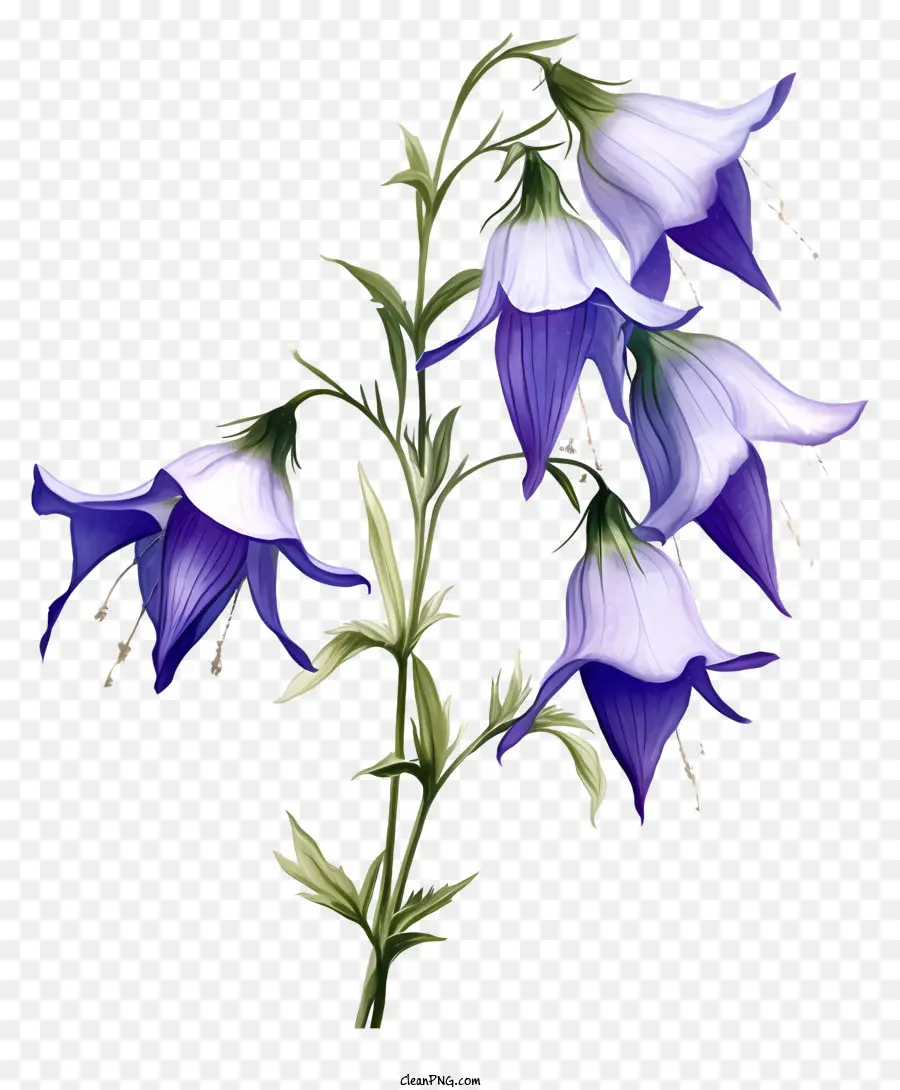 Flores Azuis，Conjunto De Flores PNG