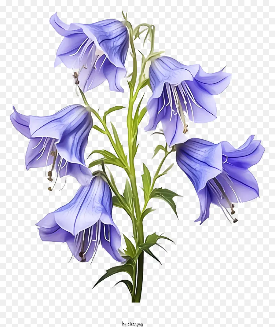 Flor Azul，Haste PNG