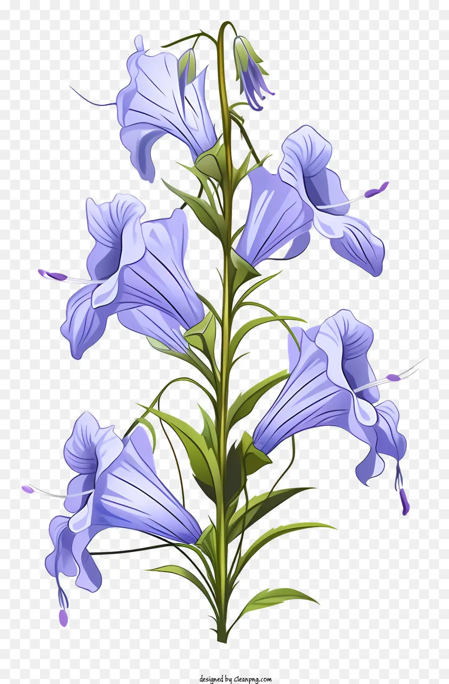 Bluebell，Flores Silvestres PNG