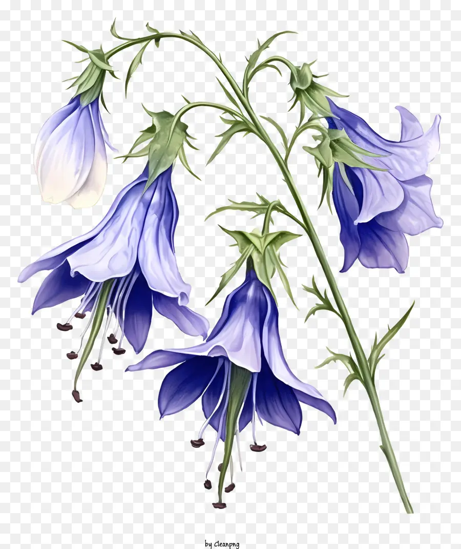 Flor Azul，Pétalas Brancas PNG