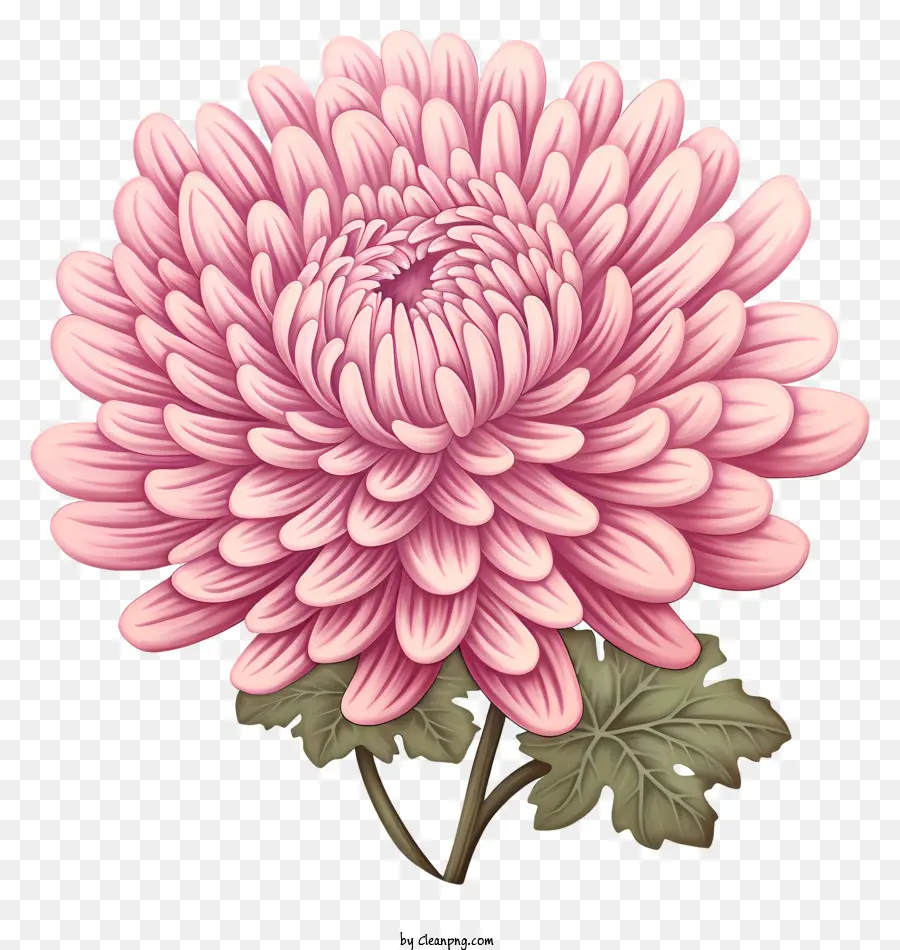 Flor De Crisântemo，Rosa Crisântemo PNG