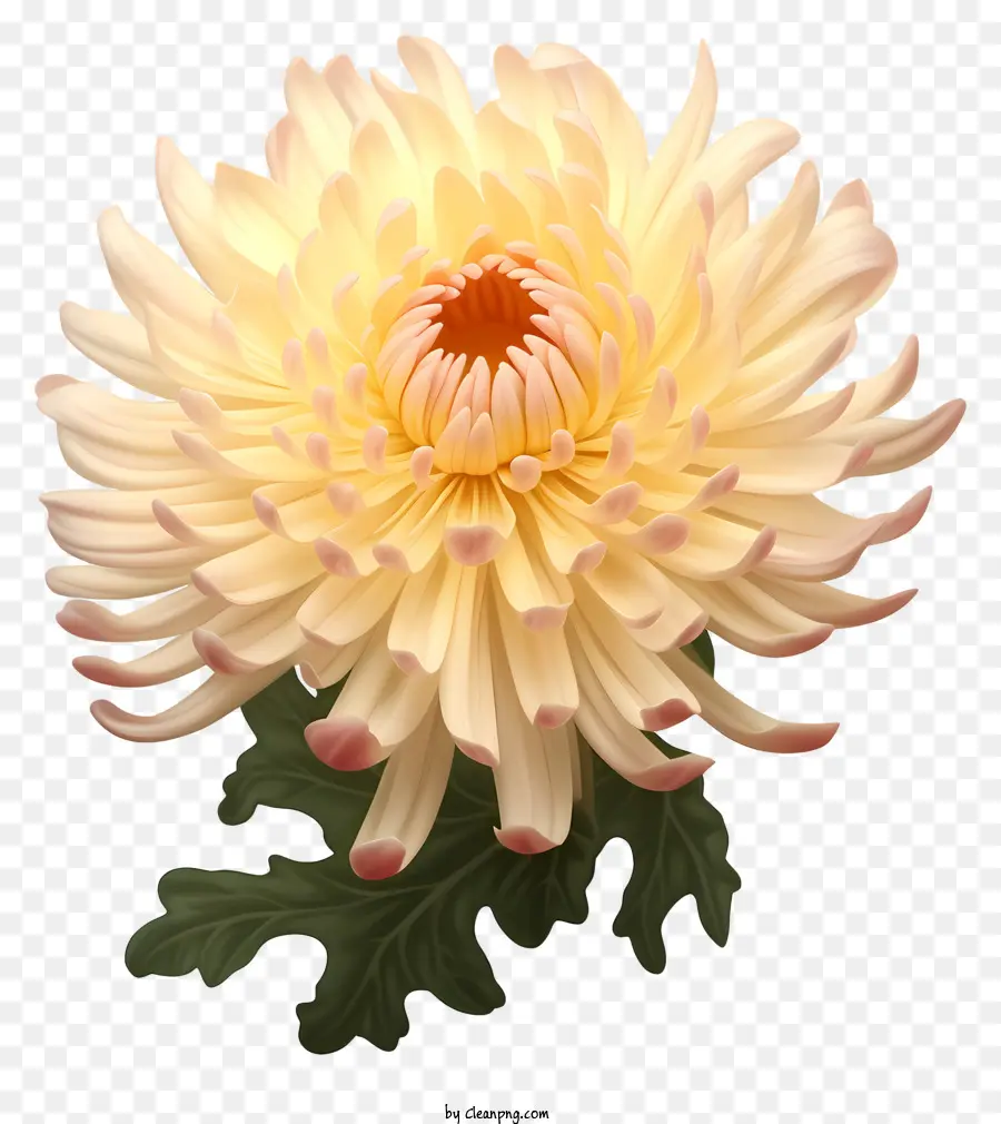 Crisântemo Branco，Chrysanthemum Completo PNG