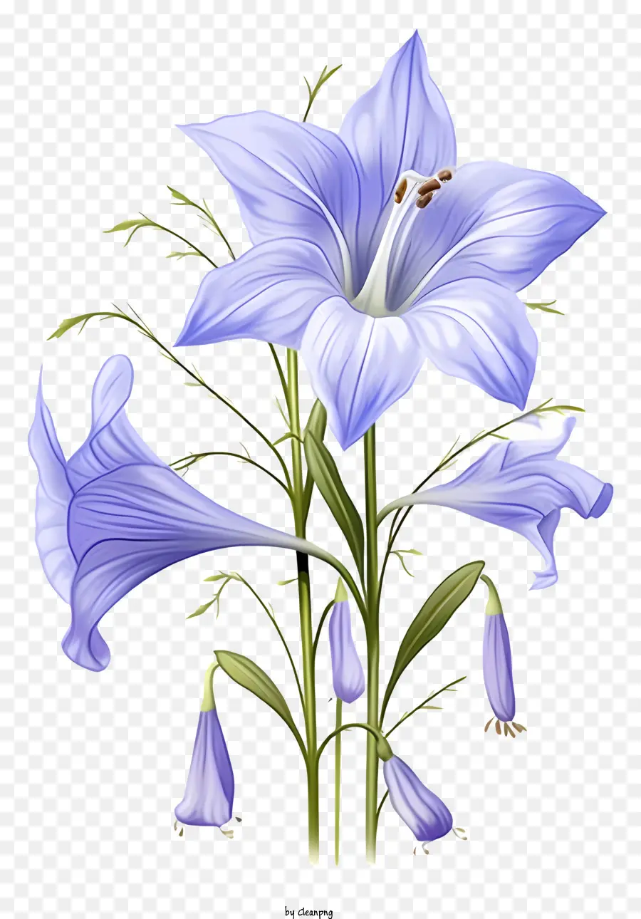 Flor Azul，Seis Pétalas PNG