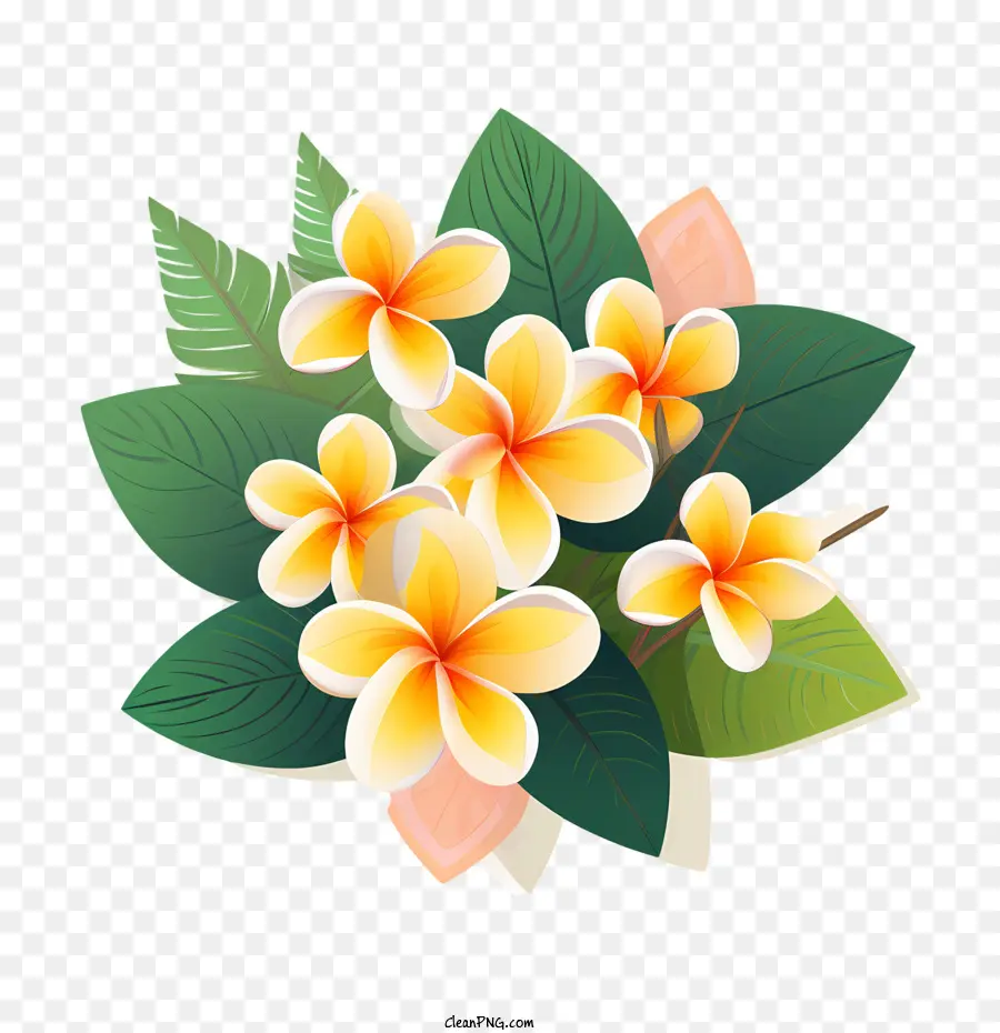 Flor De Frangipani，Flor PNG