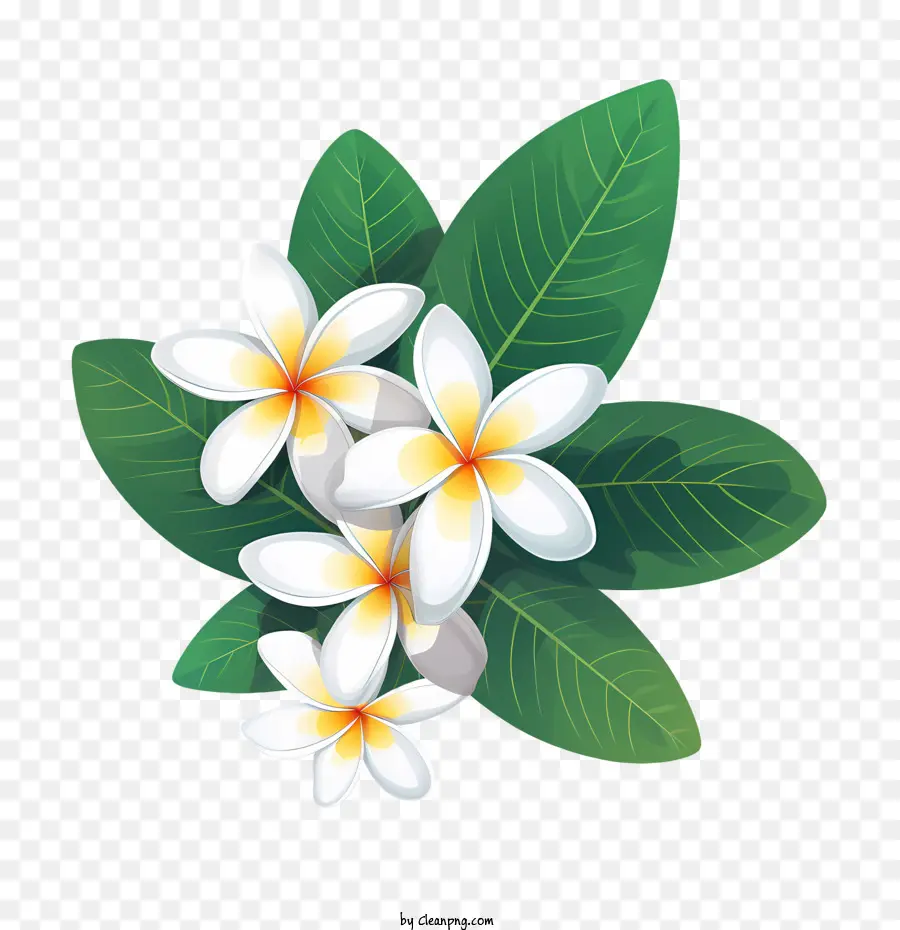 Flor De Frangipani，Plumeria Branca PNG