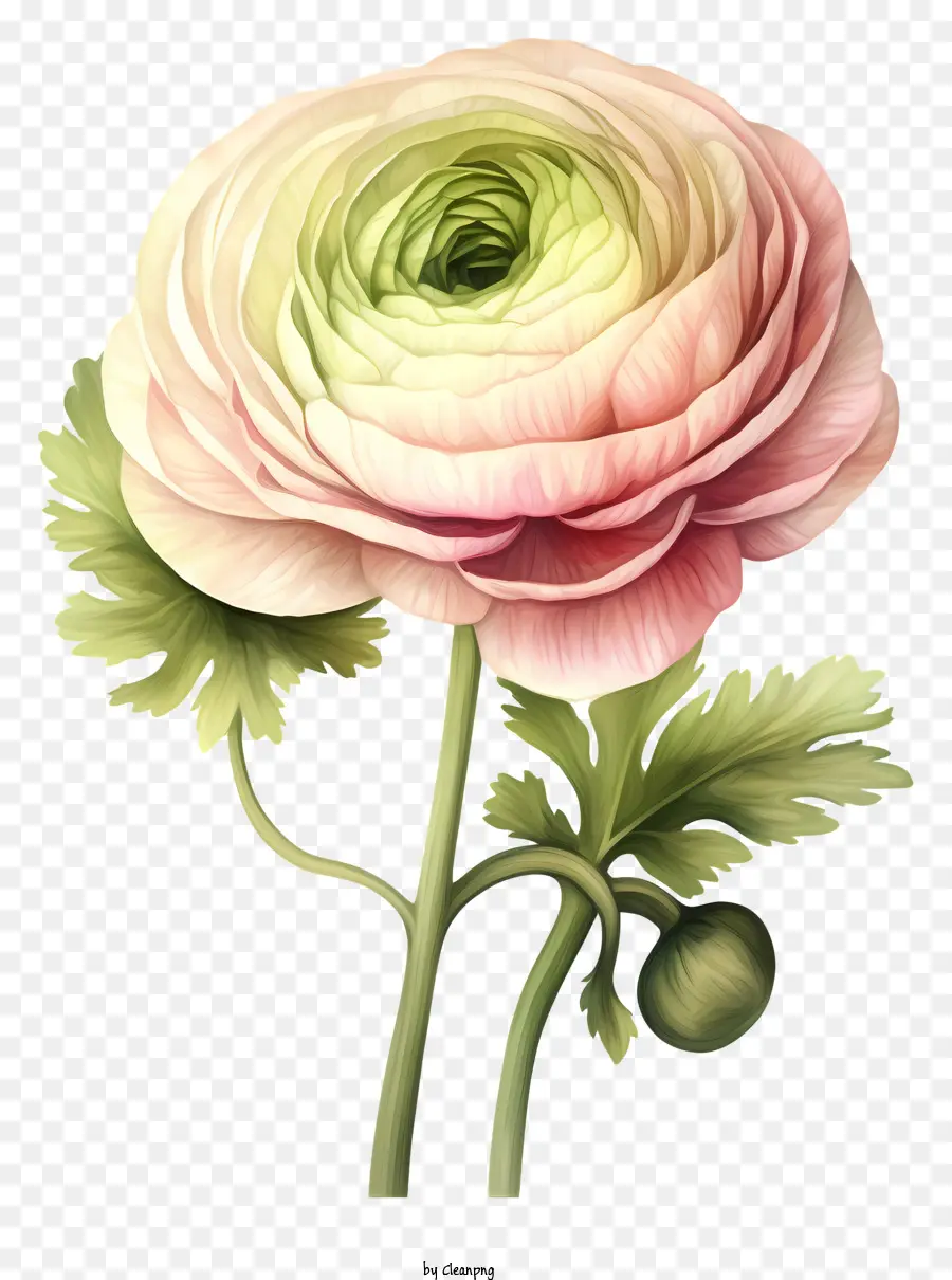 Flor Rosa，Black Background PNG