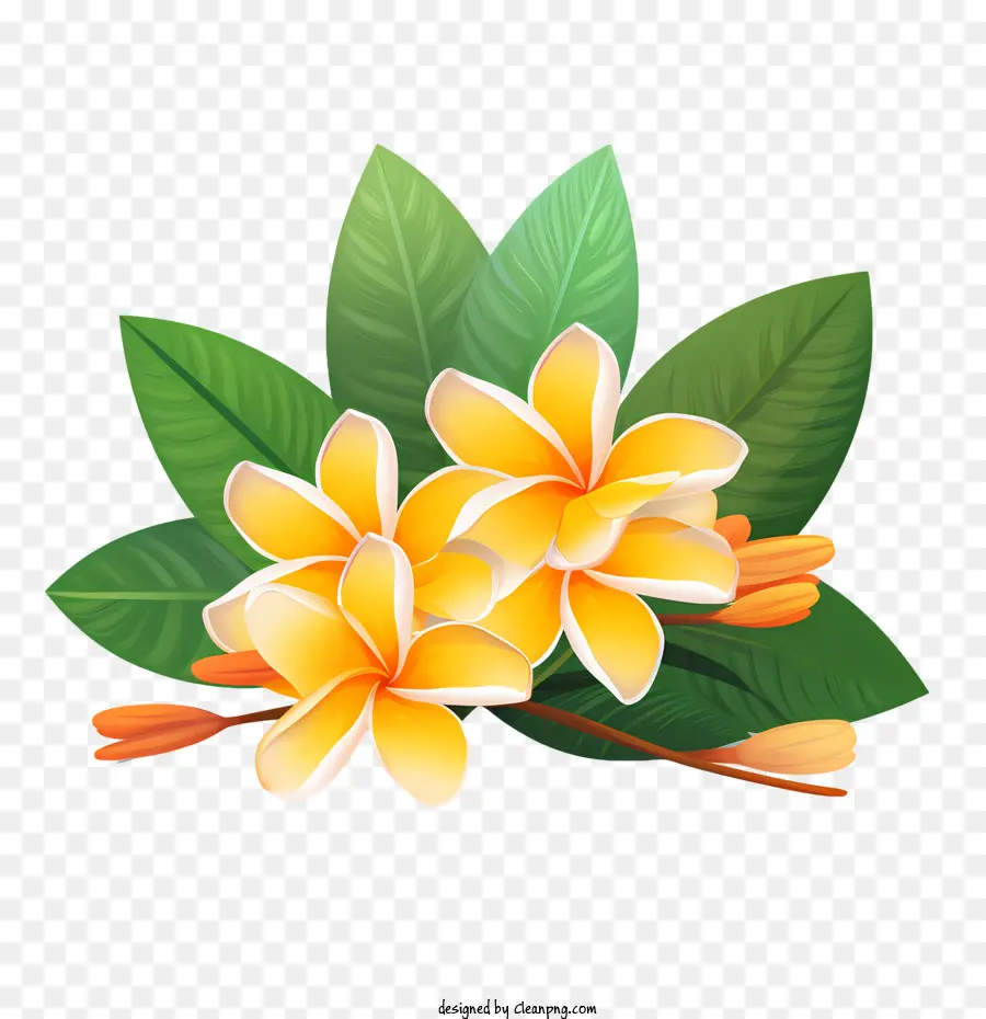 Flor De Frangipani，Orquídea PNG