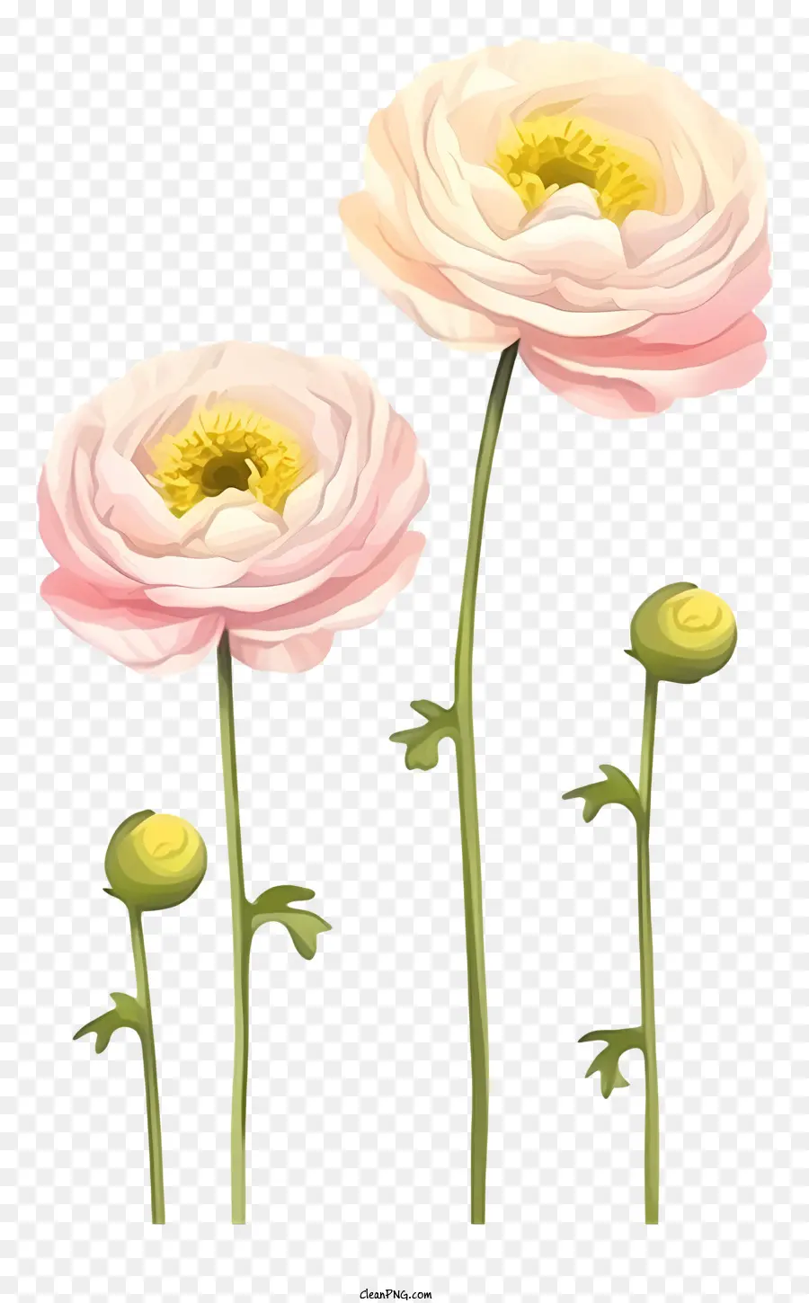 Flores Cor De Rosa，Hastes Verdes PNG