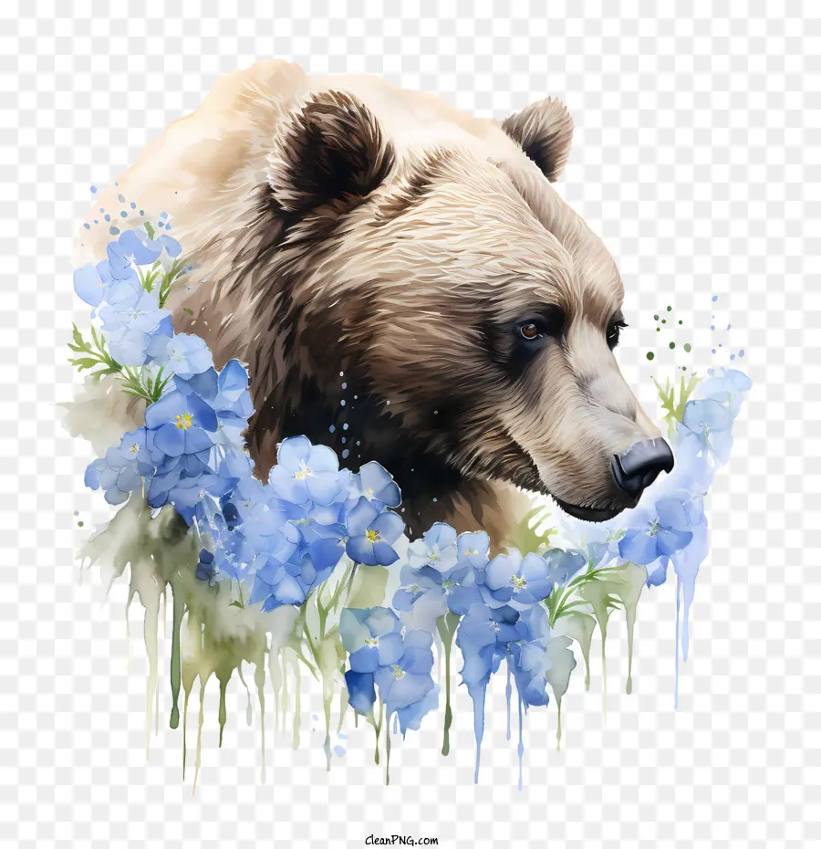 Grizzly Bear，Urso PNG