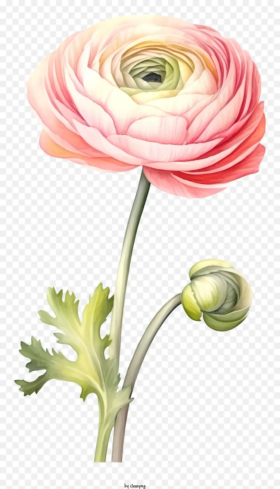 Flor De Anêmona Rosa，Estame E Pistilo PNG