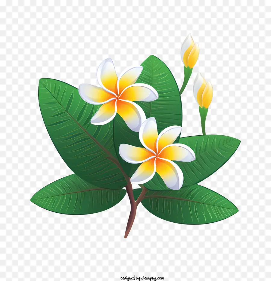 Flor De Frangipani，Flora PNG